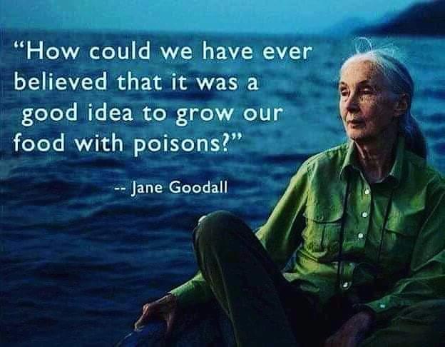 jane goodall